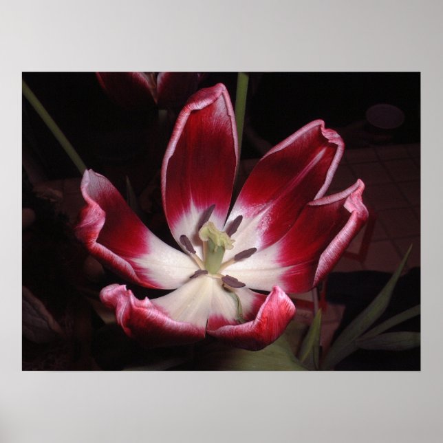 Poster Tulip (Frente)