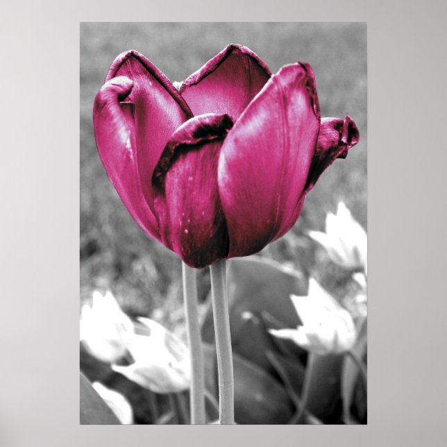 Pôster Tulip (Frente)