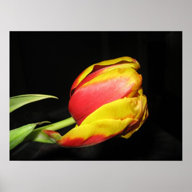Poster Tulip (Frente)