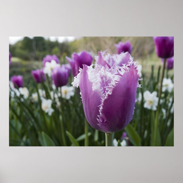 Poster Tulip (Frente)