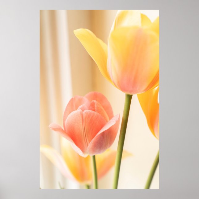 POSTER TULIP AMARELO E VERMELHO NO BLOOM FECHAR FOTO (Frente)