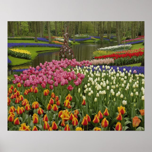 Pôster Tulip and hyacinth garden, Keukenhof Gardens, (Frente)