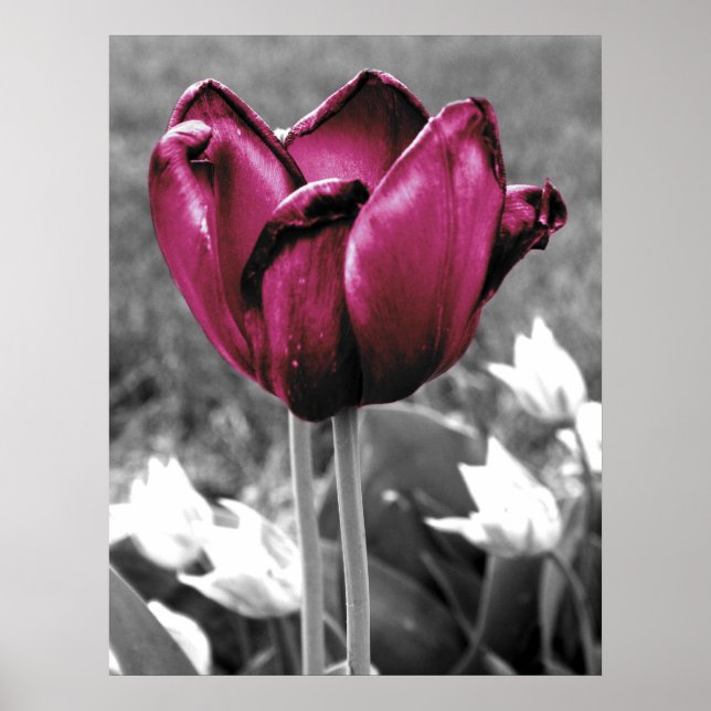 Pôster Tulip Art (Frente)