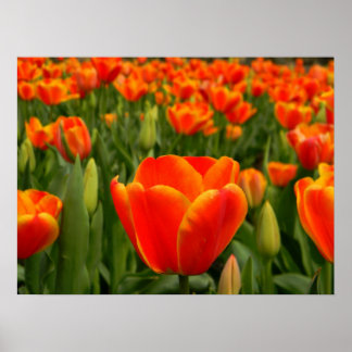 Pôster Tulip Delight 2