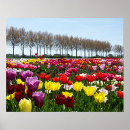 Poster Tulip dreams