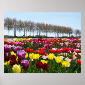 Poster Tulip dreams