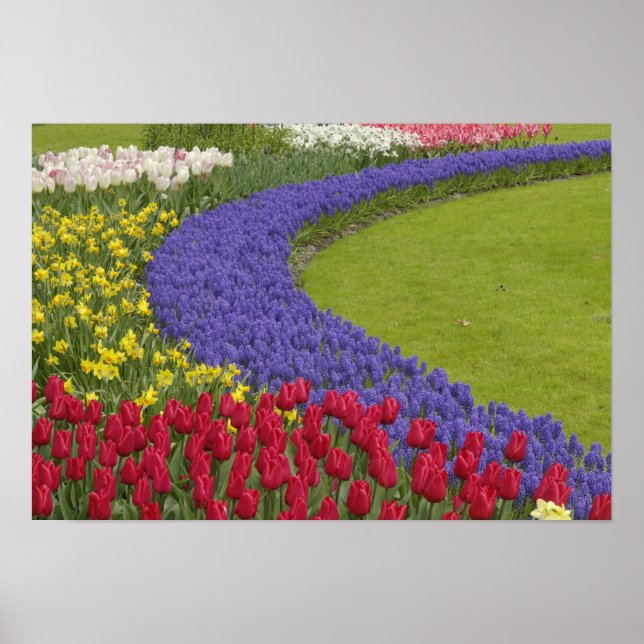 Poster Tulip e Grape Hyacinth e daffodil jarden, (Frente)