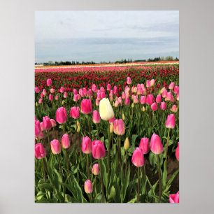 Poster Tulip Fazenda em Oregon