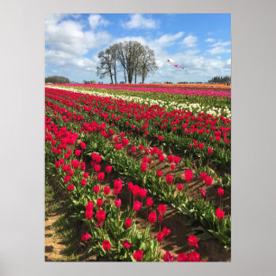 Poster Tulip Field com Kite, Oregon