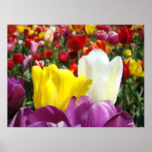 Poster Tulip Flowers de Belas Artes Festival de Tulipas