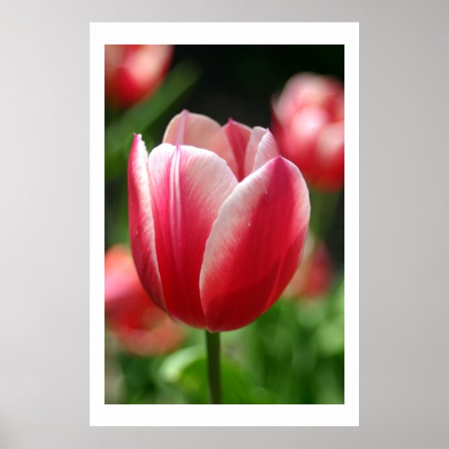 Poster Tulip in spring (Frente)