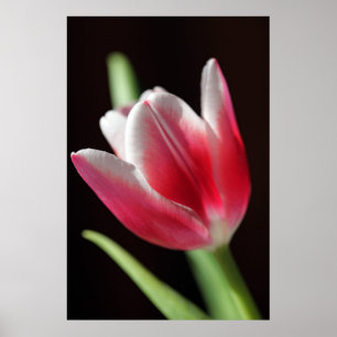 Poster Tulip Peaceful