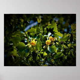 Poster Tulip Poplar Blossom,