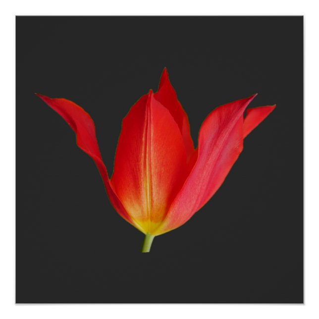 Pôster Tulip Poster (Frente)