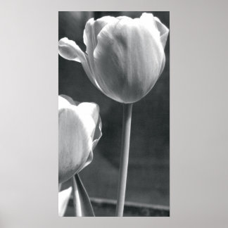 Pôster Tulip preto e branco