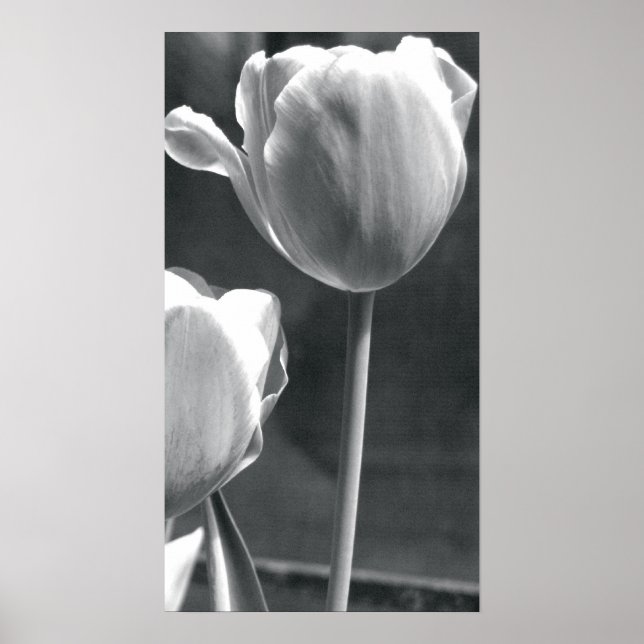 Pôster Tulip preto e branco (Frente)
