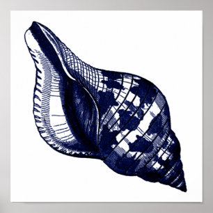 Poster Tulip Seashell em Azul
