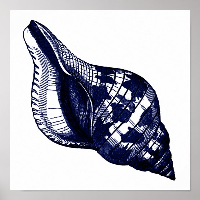 Poster Tulip Seashell em Azul (Frente)