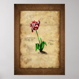 Poster Tulip (Semper Augustus)