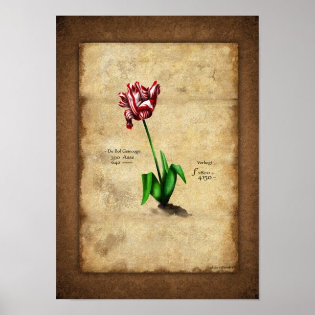 Poster Tulip (Semper Augustus) (Frente)