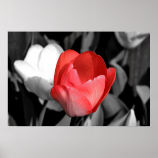 Pôster Tulip Vermelho