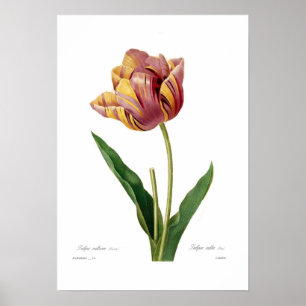 Poster Tulipa