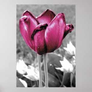 Pôster Tulipa