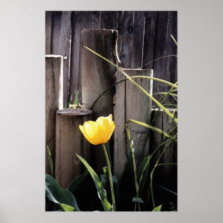 Poster Tulipa Amarela