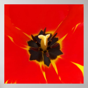 Poster tulipa amarela vermelha