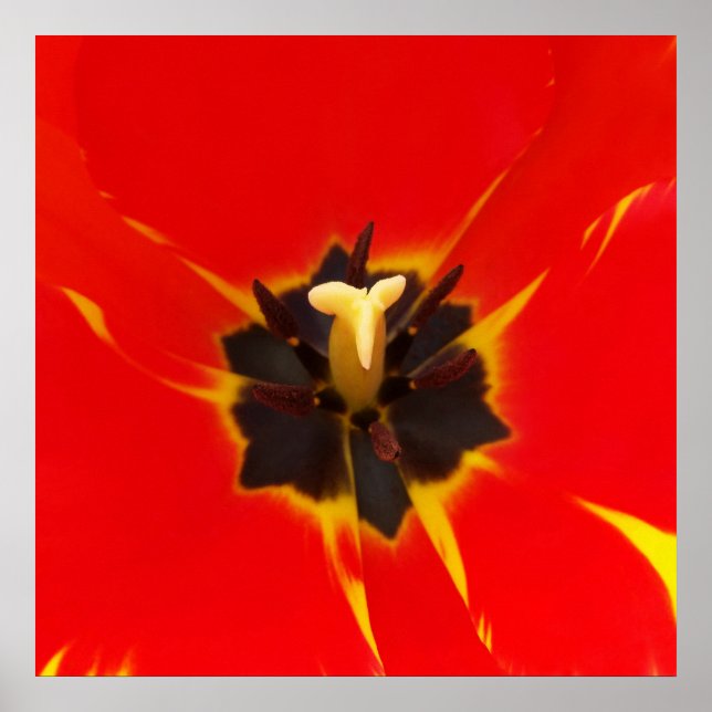Poster tulipa amarela vermelha (Frente)