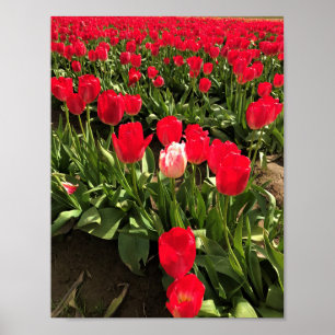 Poster Tulipa branca e rosa em um campo de tulipa vermelh