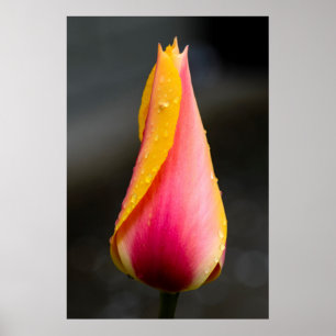 Poster Tulipa com gotículas de água 2