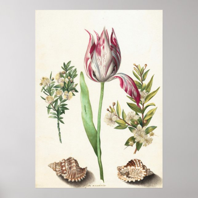 Poster Tulipa com Ilustração Botânica de Conchas (Frente)
