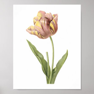 Pôster tulipa (culta do Tulipa) por Redouté