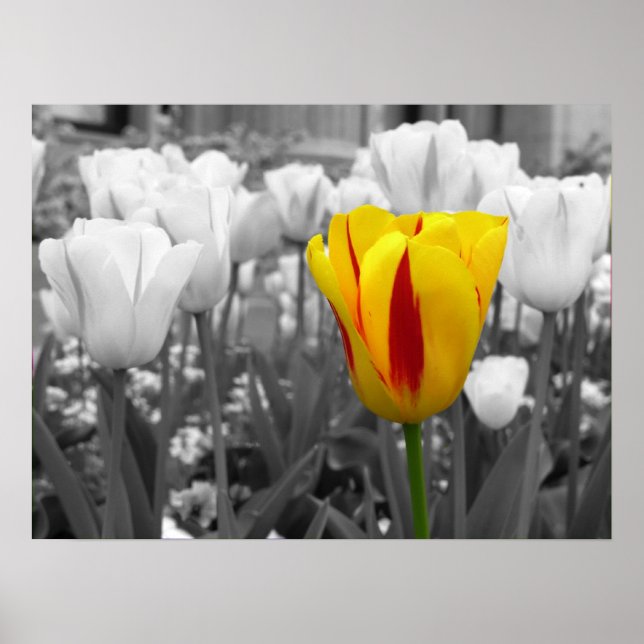 Poster Tulipa de Espera (Frente)