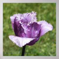 Tulipa de ponta roxa