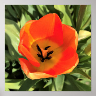 Poster Tulipa dentro Laranja