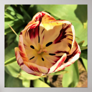 Poster Tulipa dentro vermelha e branca