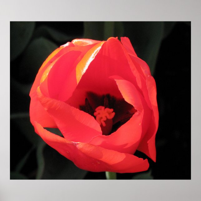 Poster Tulipa do escarlet (Frente)