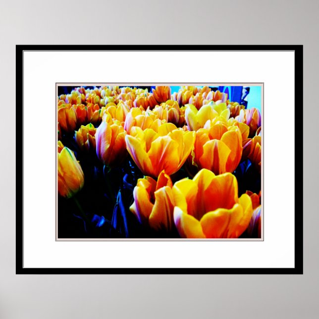 Poster tulipa do ouro (Frente)
