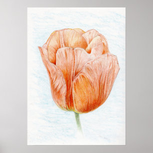 Poster Tulipa em Peach