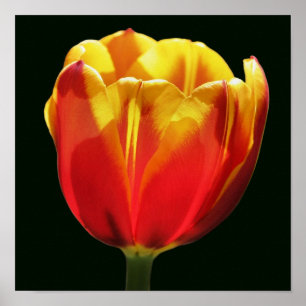 Poster Tulipa Flor Amarela Laranja Ardente Close Up