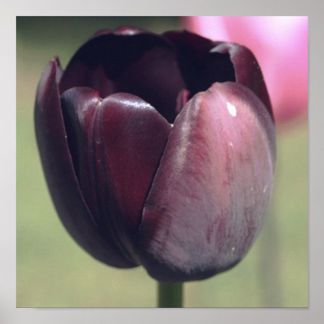 Poster Tulipa Flor Roxa Escura (Frente)