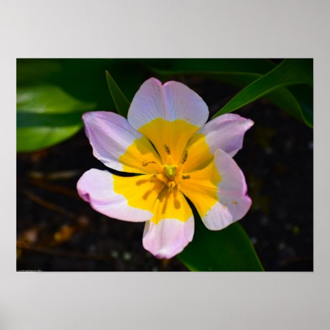 Poster Tulipa Lilac Wonder, (Frente)