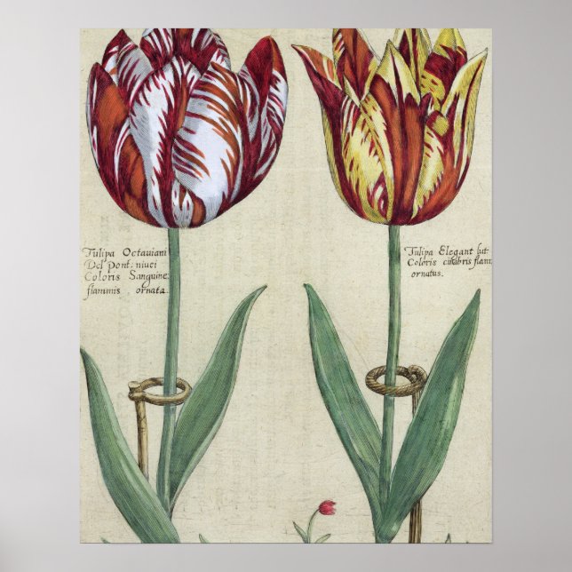 Poster Tulipa Octaviani del pont, e Tulipa Elegant, (Frente)