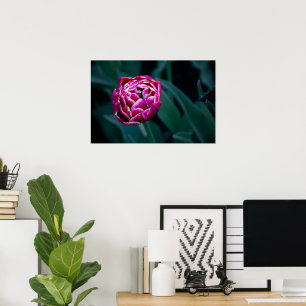 Poster tulipa rosa
