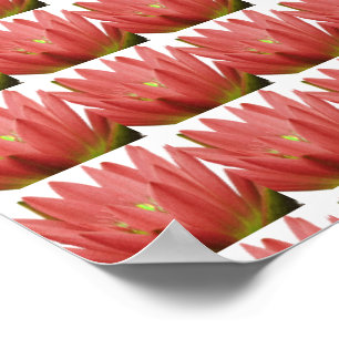 Poster Tulipa Rosa