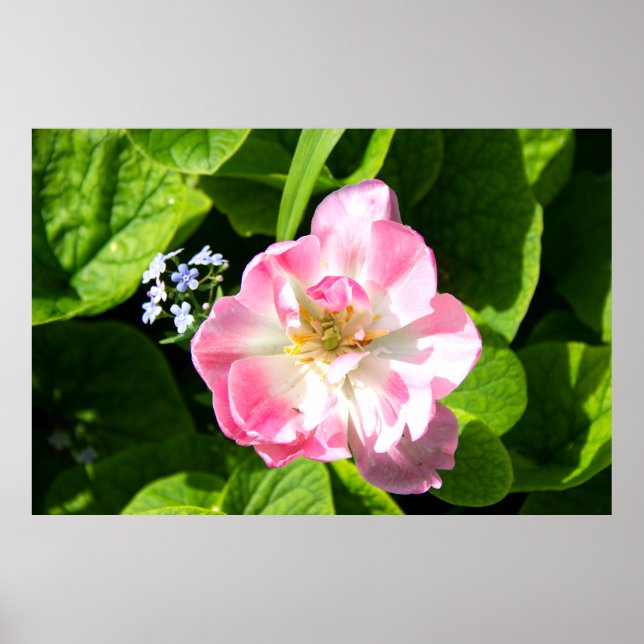 Poster Tulipa rosa-branca (Frente)