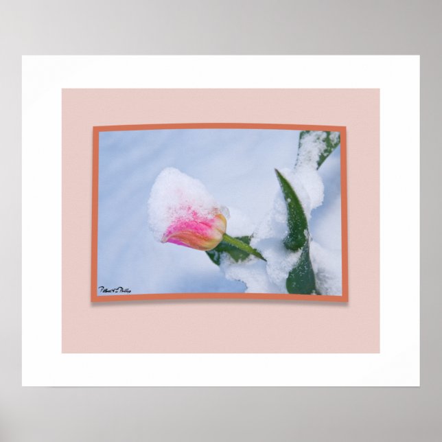 Poster Tulipa Rosa Coberta de Neve (Frente)