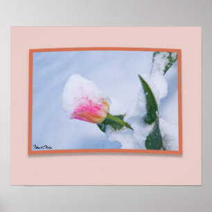 Poster Tulipa Rosa Coberta por Neve